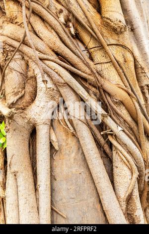 Verflechtung von Wurzeln und Lianen um einen Baumstamm. Stockfoto