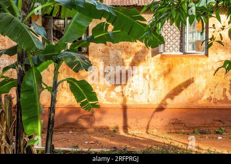 Schatten von Bananenbäumen, die bei Tagesanbruch auf die Wand eines Hauses projiziert werden. Jinja, Uganda Stockfoto