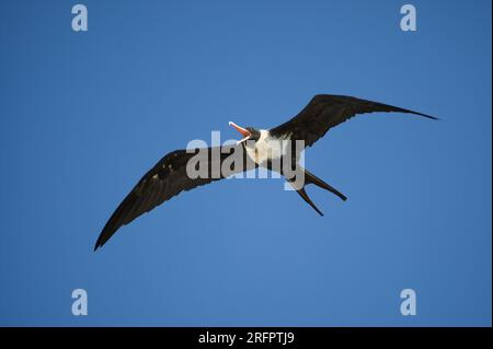 Ein kleiner Fregatebird - Fregata ariel schwingt durch den klaren blauen Himmel über Australiens Great Barrier Reef. Stockfoto