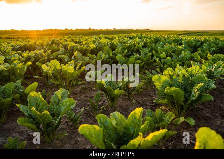 Reihen von Zuckerrübenfeldern. Landwirtschaftliche Felder, auf denen Zuckerrüben angebaut werden. Frühling. Rote-Beete-Sprossen. Das Konzept der Landwirtschaft, gesunde Ernährung, Bio Stockfoto