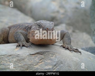 Gran Canaria Riesenechse, Gallotia Stehlini, große endemische Reptilienarten, die auf einem Felsen ruhen Stockfoto