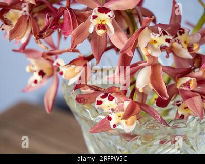 Cymbidium Orchideen in einer Kristallvase, pinkfarbene rote Blütenblätter und cremefarbene gelbe und dunkelrote Zentren, frischer Blumen Lebensstil Stockfoto