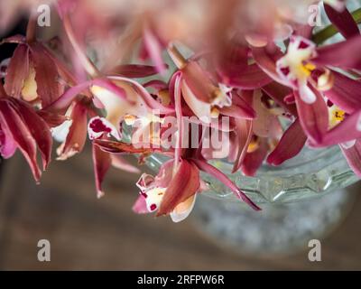 Majestätische rosafarbene Blumen, Cymbidium- oder Bootsorchideen in einer Kristallvase, mit Blick von oben nach unten, verschwommener Rand Stockfoto