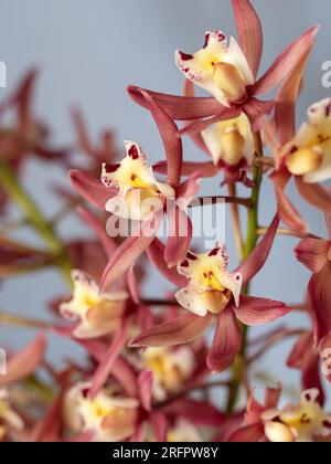 Cymbidium Orchideenblüten, pinkfarbene rote Blütenblätter und cremefarbene gelbe und dunkelrote Zentren Stockfoto
