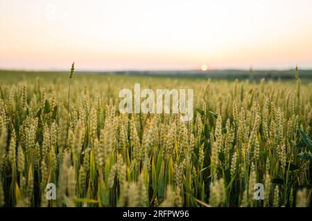 Nahaufnahme des Ohrs oder der Schoten der Roggenpflanzen im Hintergrund des Sonnenuntergangs. Unreife grüne Roggenpflanzen, die auf großen Feldern wachsen. Landwirtschaft. Stockfoto