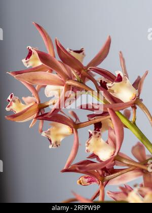 Cymbidium Orchideenblüten, pinkfarbene rote Blütenblätter und cremefarbene gelbe und dunkelrote Zentren Stockfoto