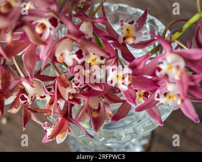 Glorreiche rosafarbene Blumen, Cymbidium oder Bootsorchideen in einer Kristallvase Stockfoto