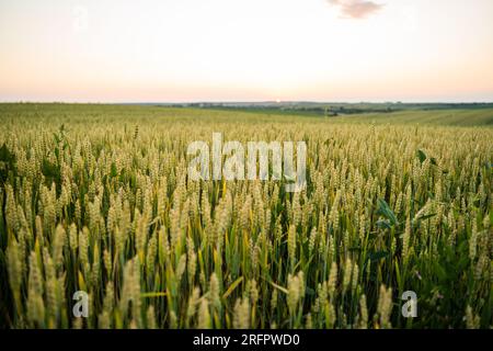 Nahaufnahme der Roggen Pflanzen Ohr oder Schoten bei Sonnenuntergang. Unreife Grünpflanzen, die auf großen Feldern wachsen. Landwirtschaft. Stockfoto