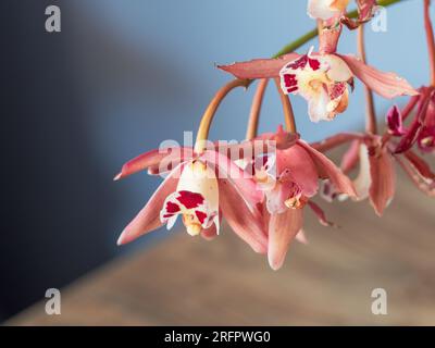 Ein Stiel von Cymbidium-Orchideenblüten Stockfoto