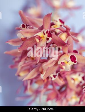 Cymbidium Orchideenblüten, viele Nahaufnahmen, rosafarbene Blütenblätter, blauer, malvenfarbener, verschwommener Hintergrund, herrliche natürliche Schönheit Stockfoto