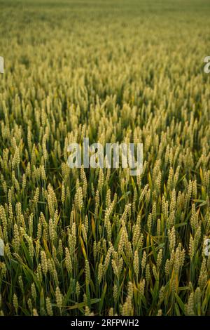 Frische grüne junge, unreife, saftige Roggenspitzen auf einem Ackerfeld. Hafer, Roggen, Gerste. Ernte im Frühling oder Sommer, Nahaufnahme. Landwirtschaft. Stockfoto