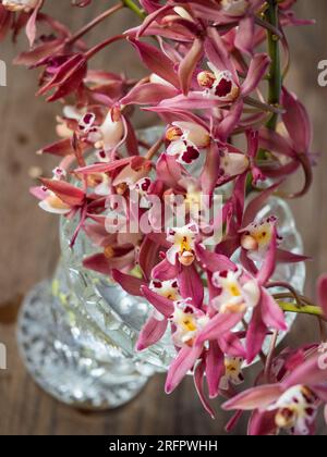 Glorreiche rosafarbene Blumen, Cymbidium oder Bootsorchideen in einer Kristallvase Stockfoto