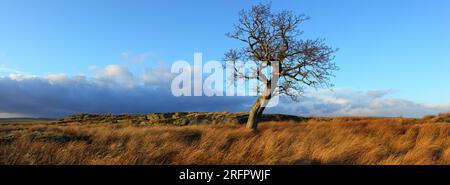 Panoramablick auf einen einsamen Baum an einem sonnigen Tag in den Pennines nahe Barnard Castle, County Durham, England, Großbritannien. Stockfoto