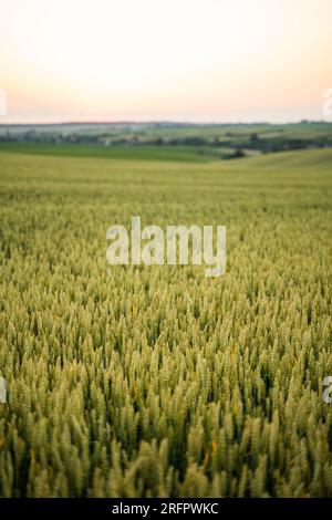 Frische grüne junge, unreife, saftige Roggenspitzen auf einem Ackerfeld. Hafer, Roggen, Gerste. Ernte im Frühling oder Sommer, Nahaufnahme. Landwirtschaft. Stockfoto