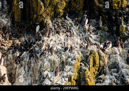 Guillemot-Kolonien auf den Klippen von Skomer Island, Pembrokeshire, Wales Stockfoto