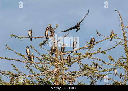 Kormorankolonie, fliegender Kormoran, Baum, Gelting Birk, Schleswig-Holstein, Deutschland Stockfoto