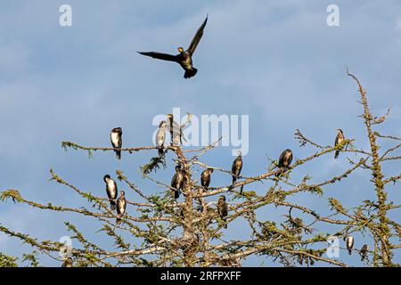 Kormorankolonie, fliegender Kormoran, Baum, Gelting Birk, Schleswig-Holstein, Deutschland Stockfoto