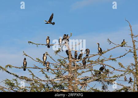 Kormorankolonie, fliegender Kormoran, Baum, Gelting Birk, Schleswig-Holstein, Deutschland Stockfoto