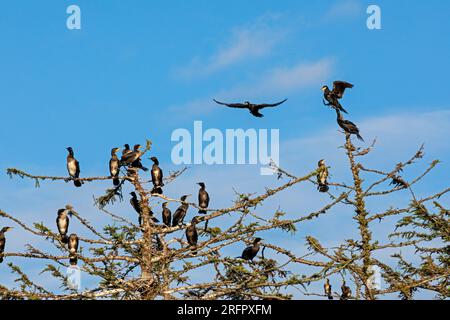 Kormorankolonie, fliegender Kormoran, Baum, Gelting Birk, Schleswig-Holstein, Deutschland Stockfoto