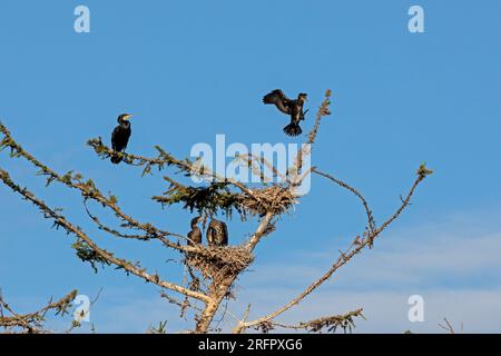 Kormorankolonie, Kormoranlandung, Baum, Gelting Birk, Schleswig-Holstein, Deutschland Stockfoto