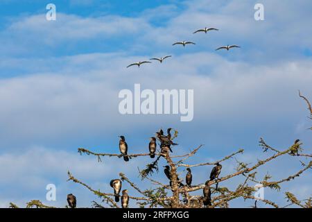 Kolonie der Kormorane, Baum, fliegende europäische Löffelchen (Platalea leucorodia), Gelting Birk, Schleswig-Holstein, Deutschland Stockfoto