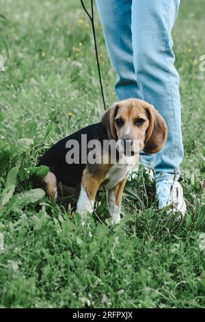 Im Sommer im Gras, ein Beagle-Hund an der Leine mit dem Besitzer Stockfoto