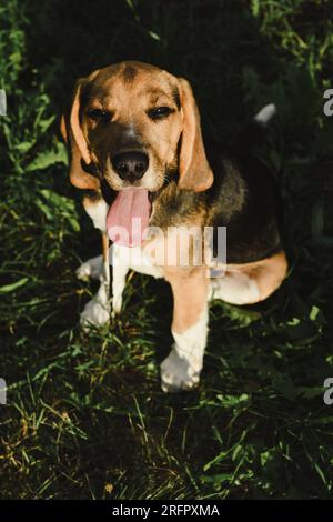 Der Hund im Gras in der Sonne im Sommer steckte seine Zunge aus der Hitze heraus Stockfoto
