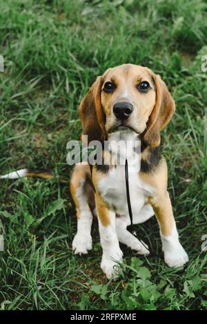 Beagle-Hund-Porträt im Sommerrasen-Nahaufnahme Stockfoto