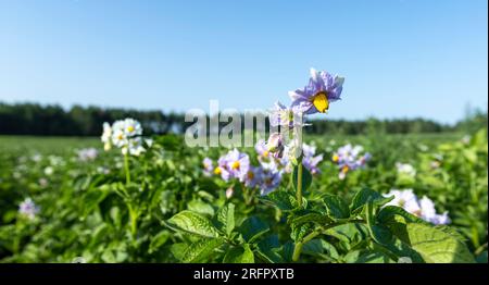 Kartoffelfeld mit grünen Büschen blühender Kartoffeln, landwirtschaftliches Feld mit Kartoffeln in der Sommersaison Stockfoto