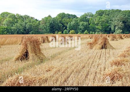 Strohhalme stehen und trocknen auf einem Stoppelfeld. Das trockene Stroh wird zum Strohhaken von Reben verwendet. Stockfoto