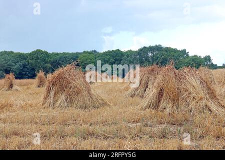 Strohhalme stehen und trocknen auf einem Stoppelfeld. Das trockene Stroh wird zum Strohhaken von Reben verwendet. Stockfoto