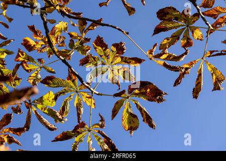 Farbenfrohe Kastanienbäume im Herbst, farbenfrohe Kastanienblätter im frühen Herbst bei sonnigem Wetter Stockfoto