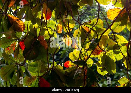 Indan Almond, Terminalia Catappa – bunte Hintergrundbeleuchtung, natürlicher Hintergrund. Stockfoto