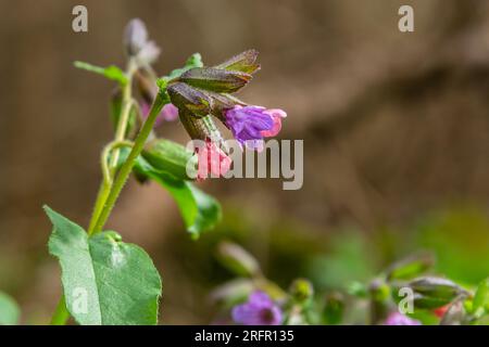 Pulmonaria officinalis, gebräuchliche Namen Lungenkraut, gewöhnlicher Lungenkraut, Marys Tränen oder unsere Lady's Milk Tropfen, ist ein krautiges, rhizomatöses, immergrünes Dauergrünland Stockfoto