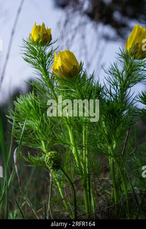 Adonis vernalis, Spring Adonis, Ranunculaceae. Wilde Pflanze im Frühling erschossen. Stockfoto