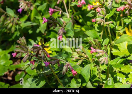 Pulmonaria officinalis, gebräuchliche Namen Lungenkraut, gewöhnlicher Lungenkraut, Marys Tränen oder unsere Lady's Milk Tropfen, ist ein krautiges, rhizomatöses, immergrünes Dauergrünland Stockfoto