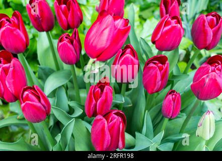 Tulipa National Samt Stockfoto