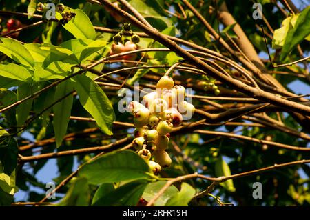 Wasseräpfel Früchte, Syzygium aqueum auf dem Baum, bekannt als Rosenäpfel oder wässrige Rosenäpfel. Stockfoto