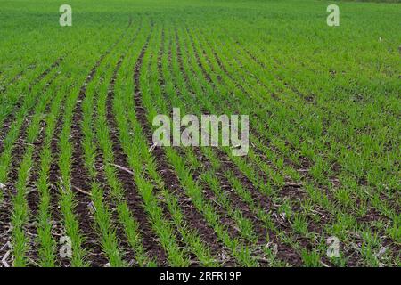 Reihen grüner junger Triebe, das Konzept der Landwirtschaft, Weizen- oder Roggenfelder. Stockfoto