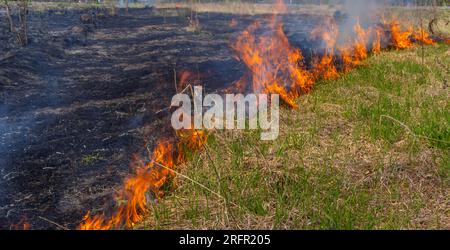 Brennendes altes trockenes Gras im Garten. Flammendes trockenes Gras auf einem Feld. Waldbrand. Das Stoppelfeld wird vom Bauern verbrannt. Feuer auf dem Feld. Stockfoto