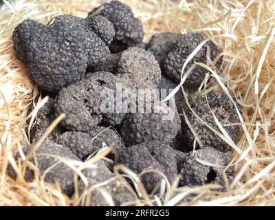 Gruppe von köstlichen rohen ganzen Trüffel Stockfoto