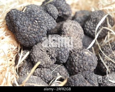 Gruppe von köstlichen rohen ganzen Trüffel Stockfoto