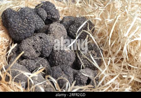 Gruppe von köstlichen rohen ganzen Trüffel Stockfoto