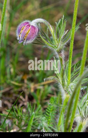 Pulsatilla patens. Pulsatilla osterblume auf der Wiese. Blühende Pulsatilla pratensis. Flauschiges lila Frühlingsblumen Traumgras. Primrose während der Stockfoto