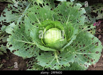 Im Gemüsegarten werden Kohlblätter durch Schnecken beschädigt Stockfoto