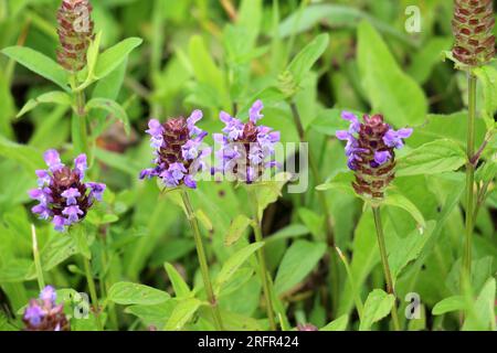 Prunella vulgaris wächst im Sommer wild unter Gräsern Stockfoto