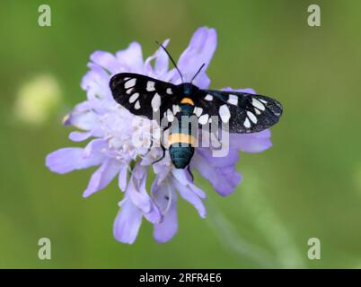 In der Wildnis auf dem Schmetterling Amata phegea Stockfoto