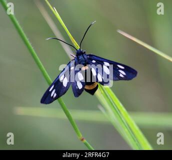 In der Wildnis auf dem Schmetterling Amata phegea Stockfoto