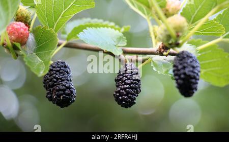 Nahaufnahme von schwarzen Maulbeeren (Morus nigra), die an einem Ast reifen Stockfoto