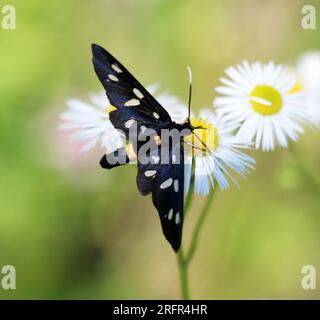 In der Wildnis auf dem Schmetterling Amata phegea Stockfoto